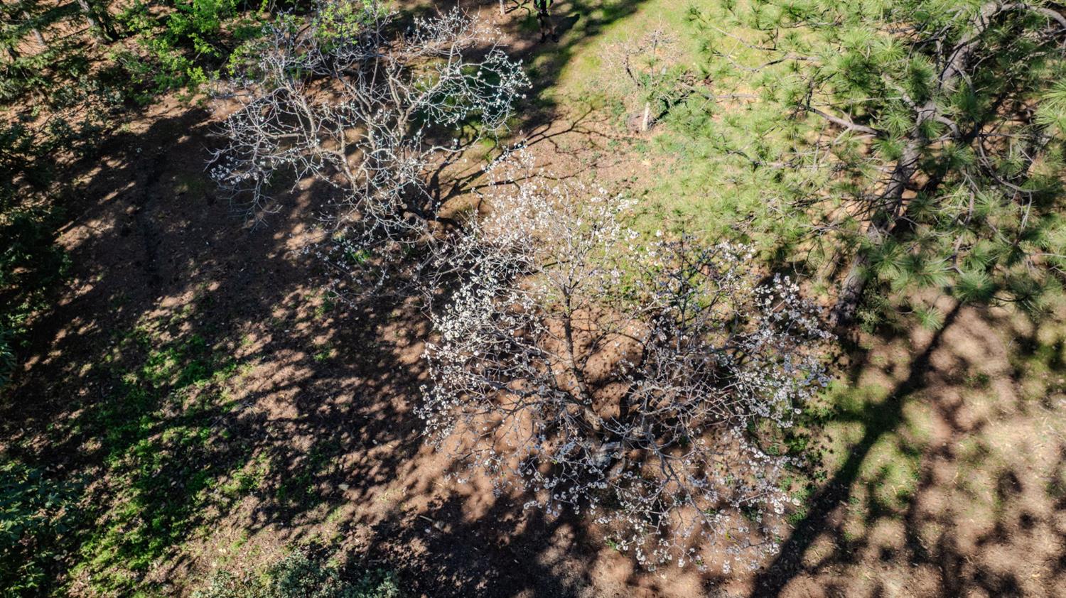 22401 Shake Ridge Road