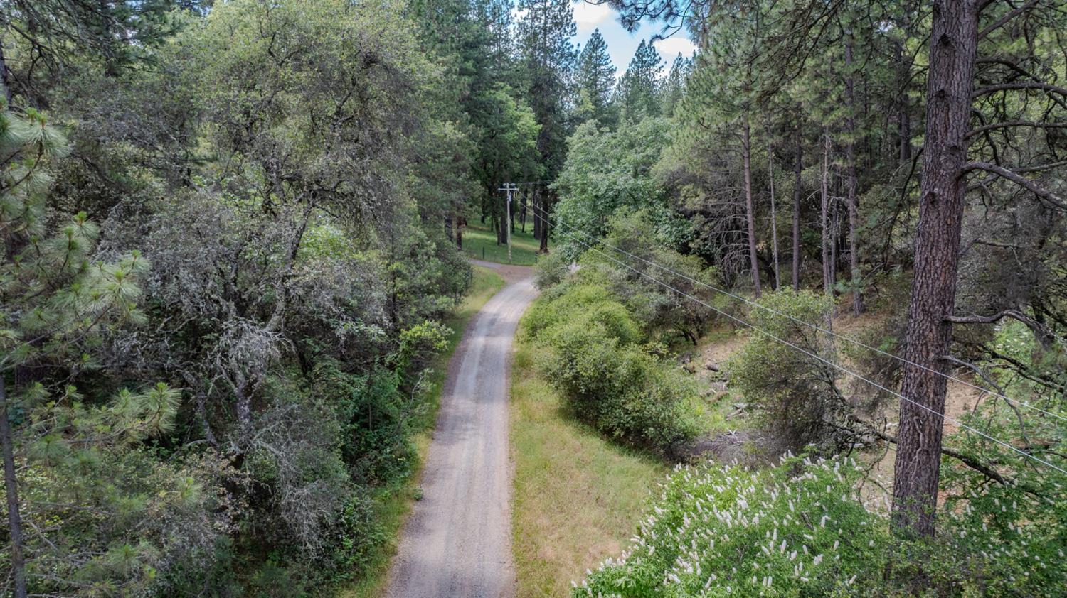 Gravel road winding through dense woods, with utility lines and flowering plants along the roadside.