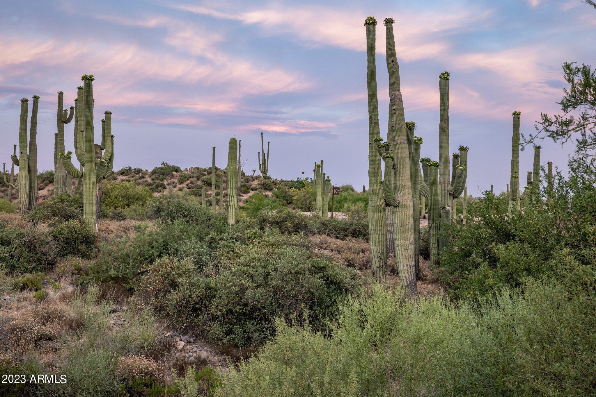 41927 N SAGUARO FOREST Drive 107
