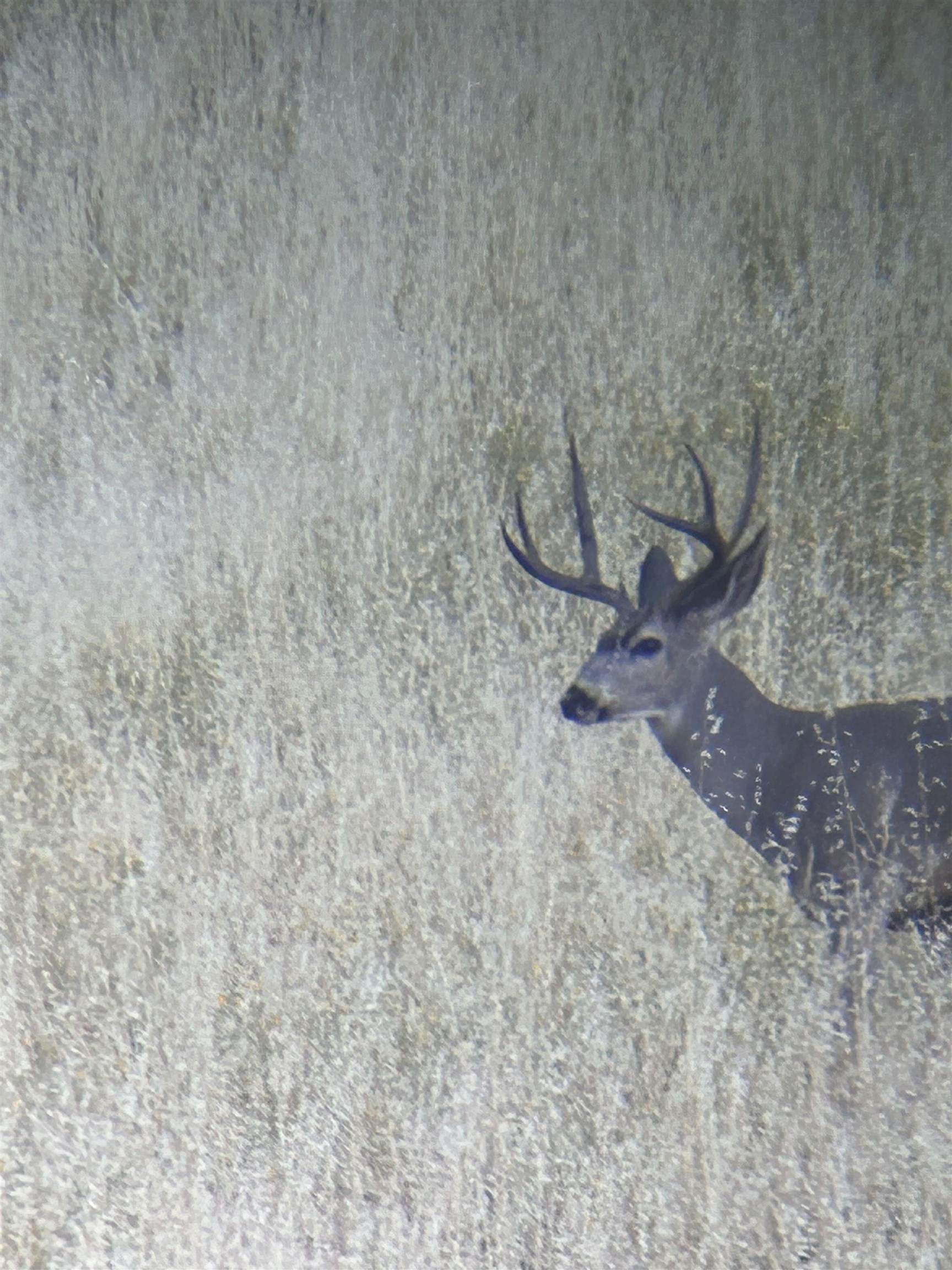 15676 W Corral Hollow Rd