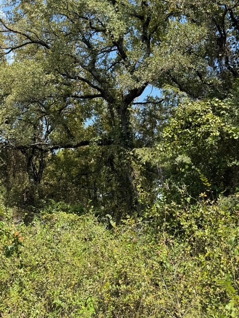 TBD 5.4ac County Rd 206