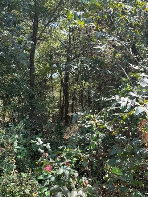 TBD 5.4ac County Rd 206