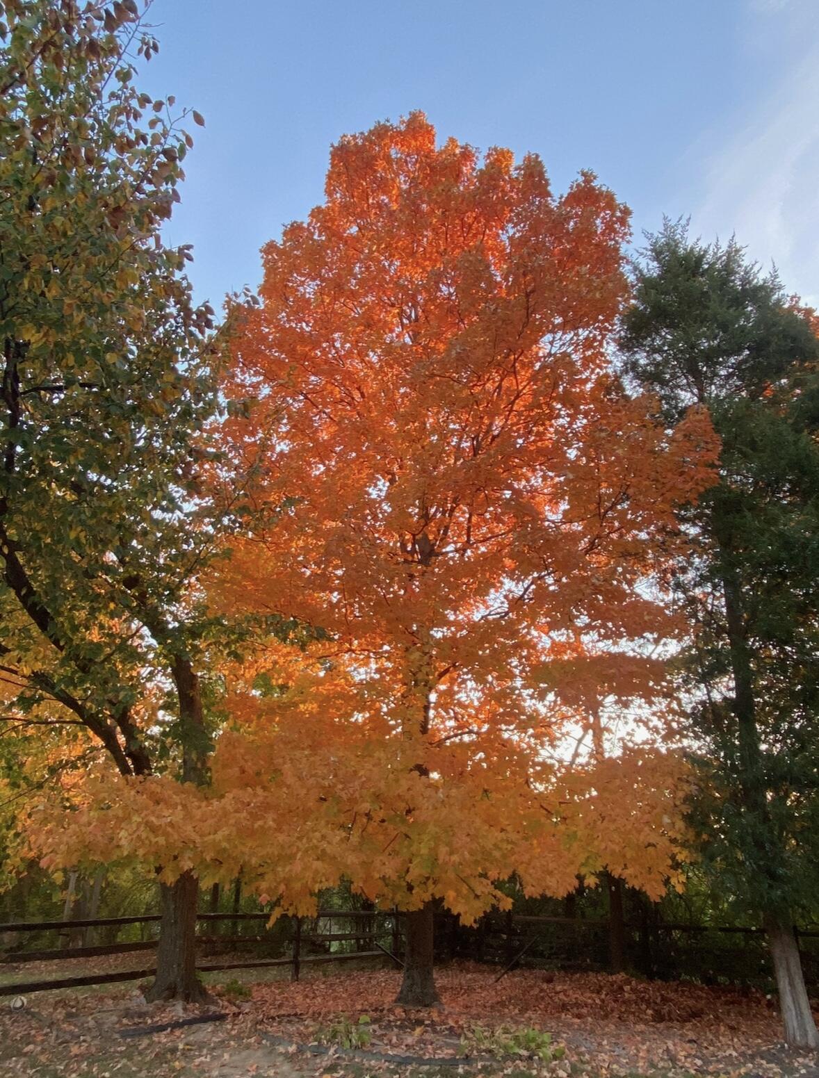 10282 Hempsteade Drive