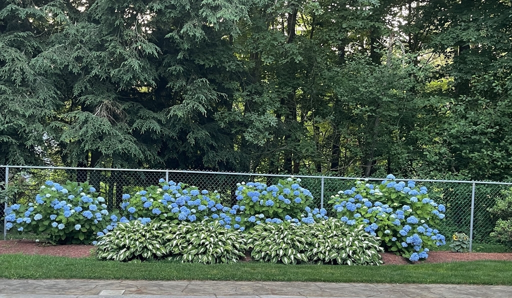 83 Cedar