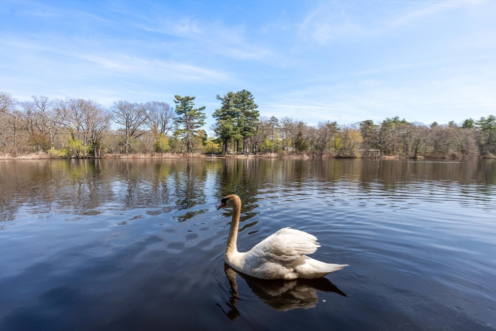 85 Kingswood Rd