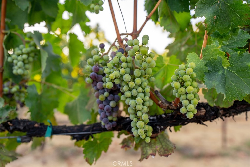 2143 Buena Vista Avenue