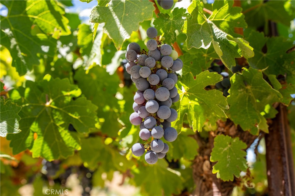 725 Spring Creek Way