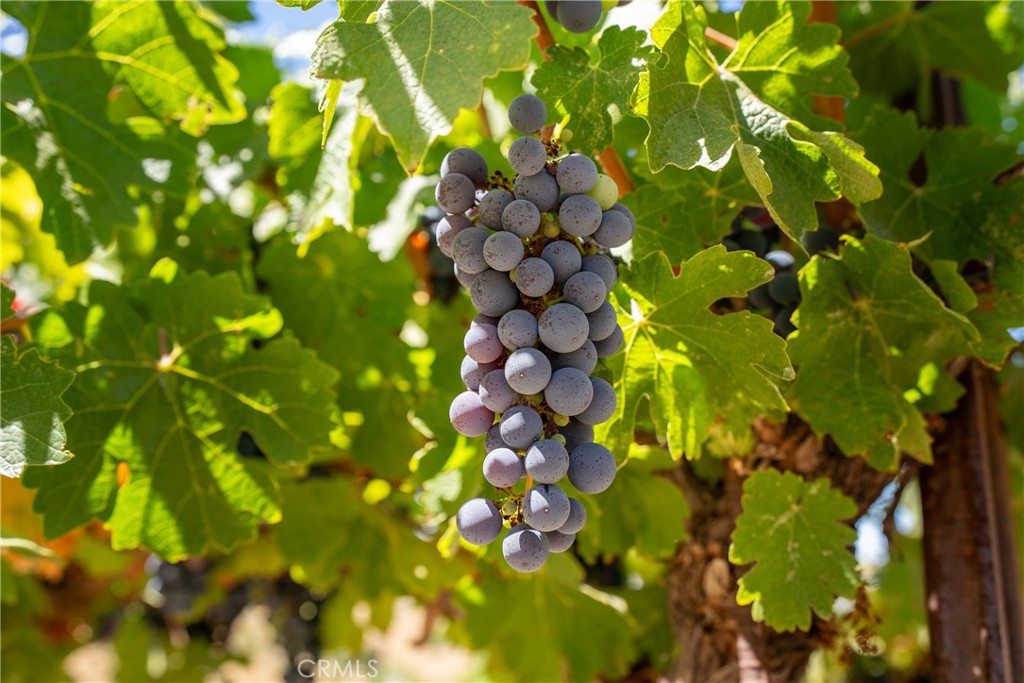 725 Spring Creek Way