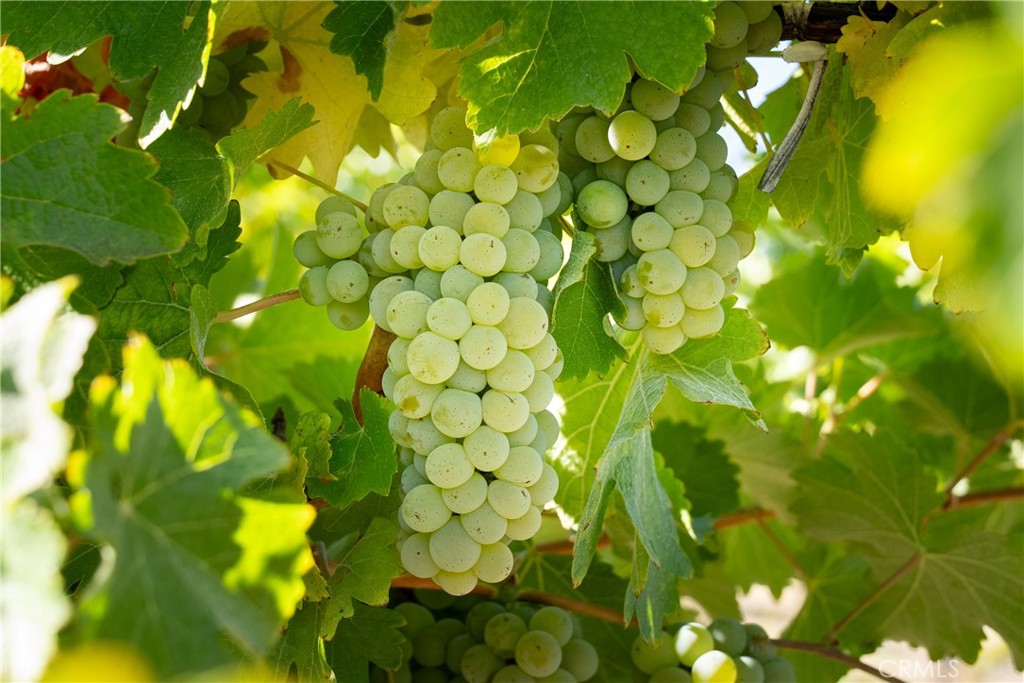 5790 Hog Canyon Road