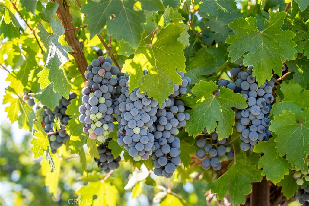 5790 Hog Canyon Road