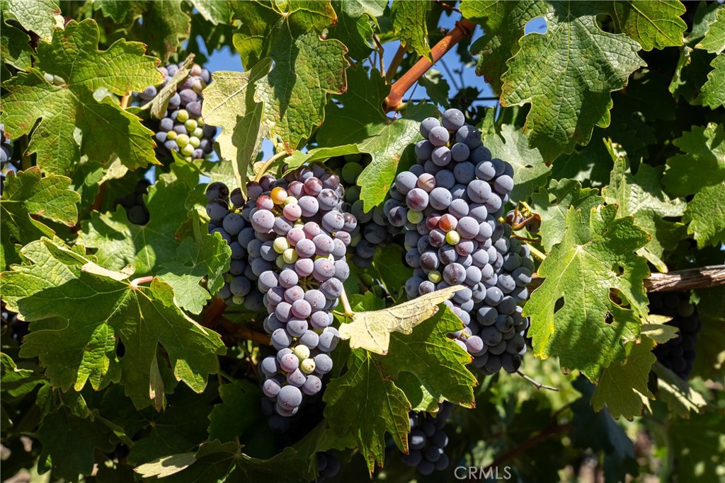 5790 Hog Canyon Road