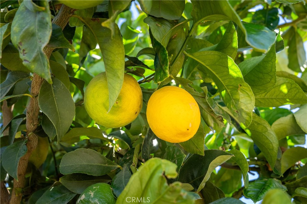 5502 Los Ranchos Road