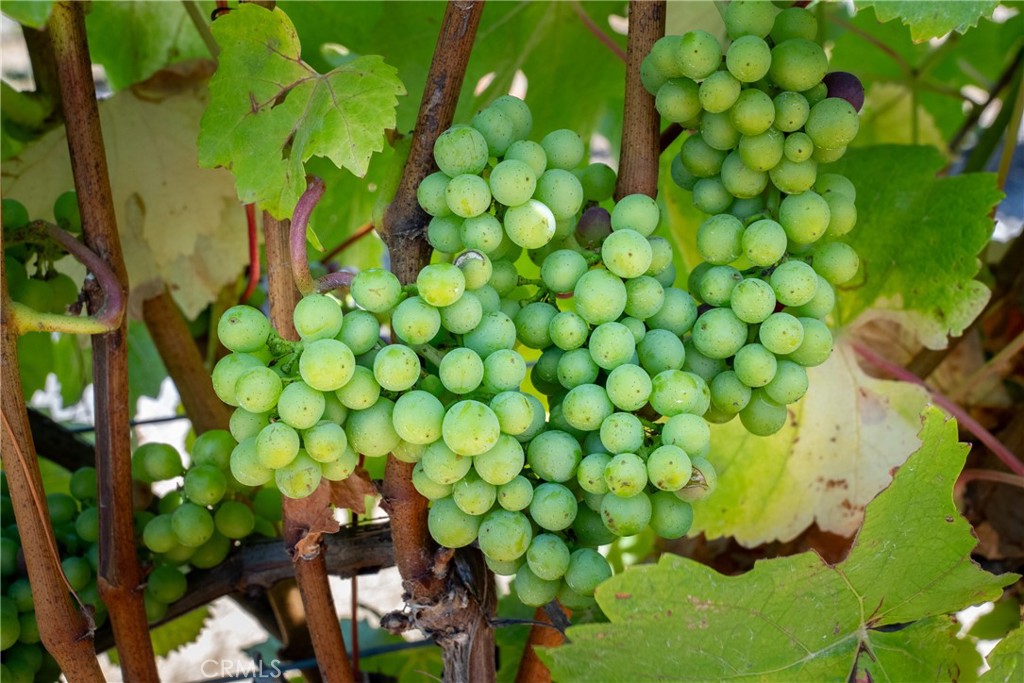 5502 Los Ranchos Road