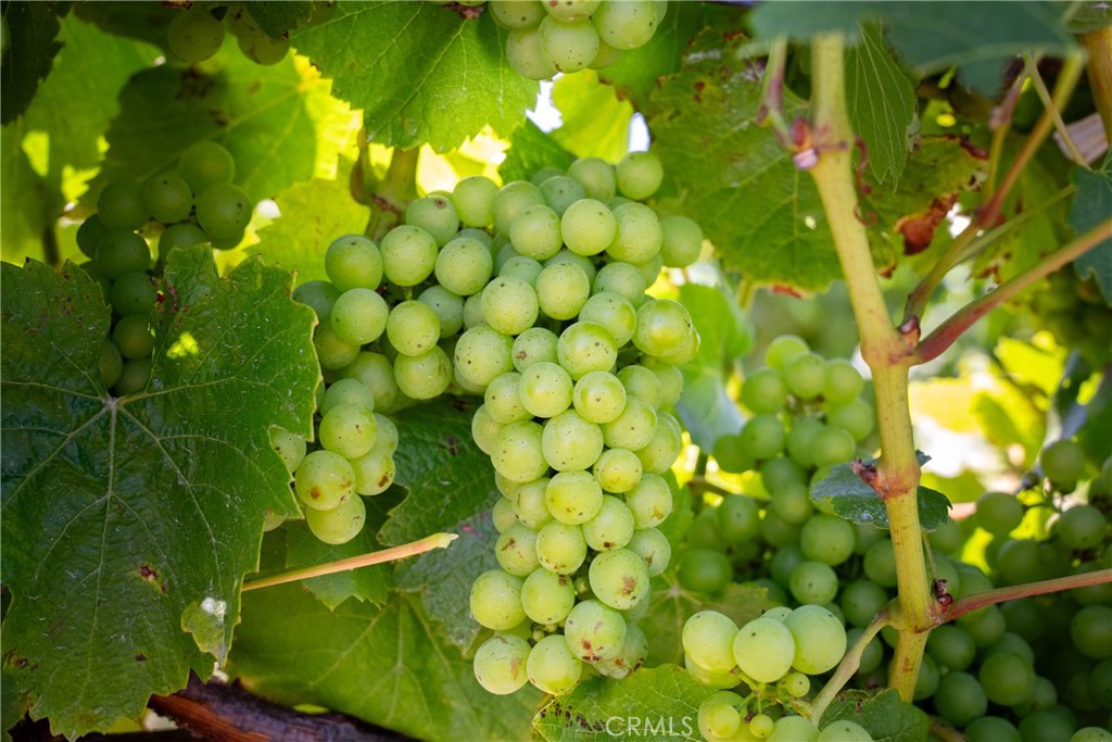 5502 Los Ranchos Road