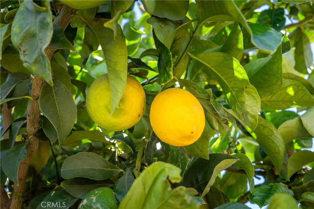 5502 Los Ranchos Road