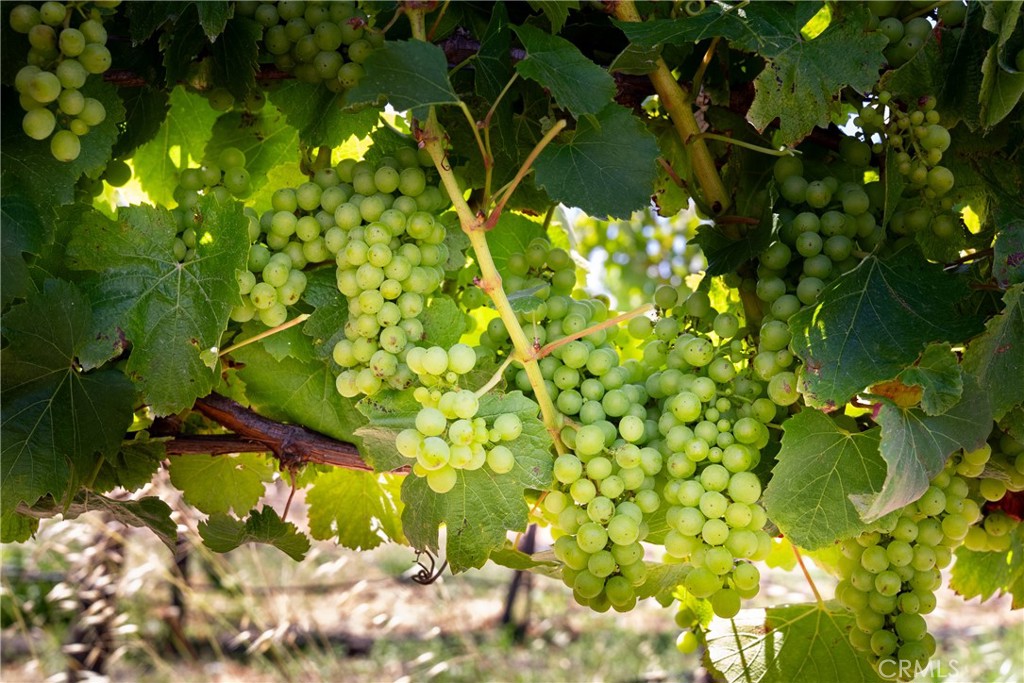 5502 Los Ranchos Road