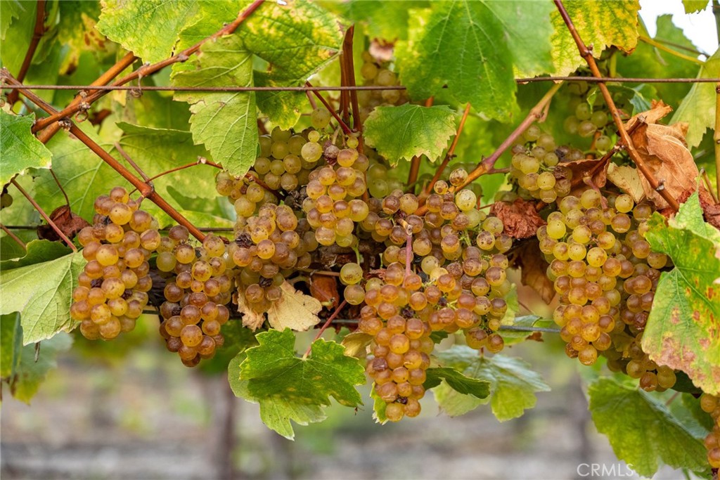 5502 Los Ranchos Road