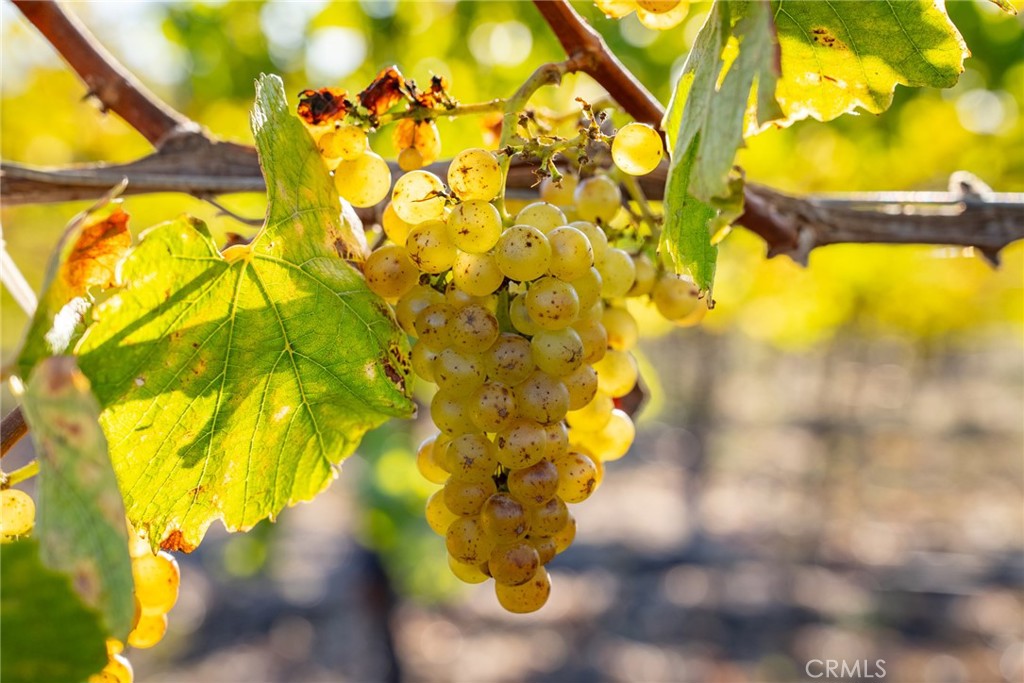 5502 Los Ranchos Road