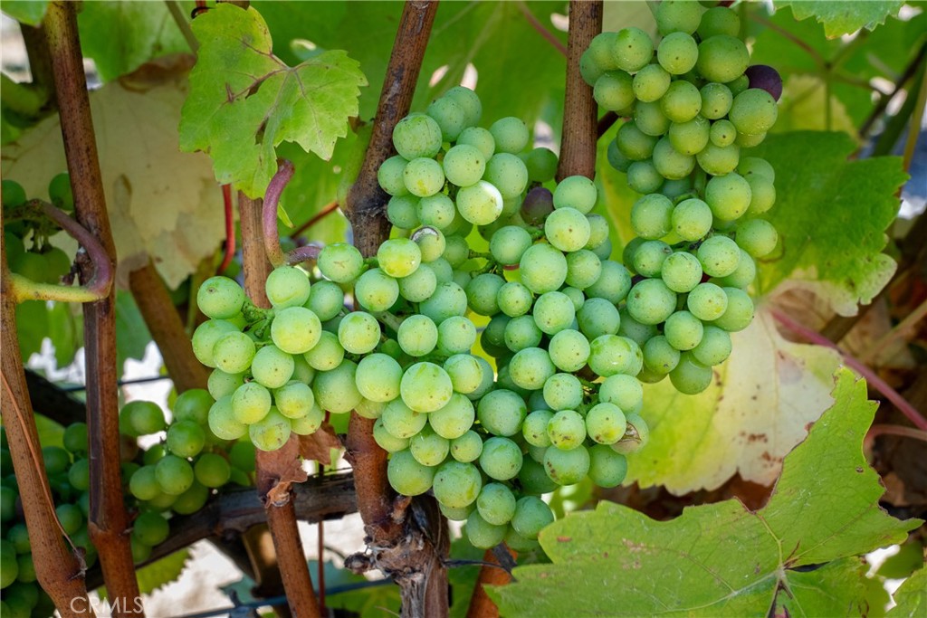 5502 Los Ranchos Road