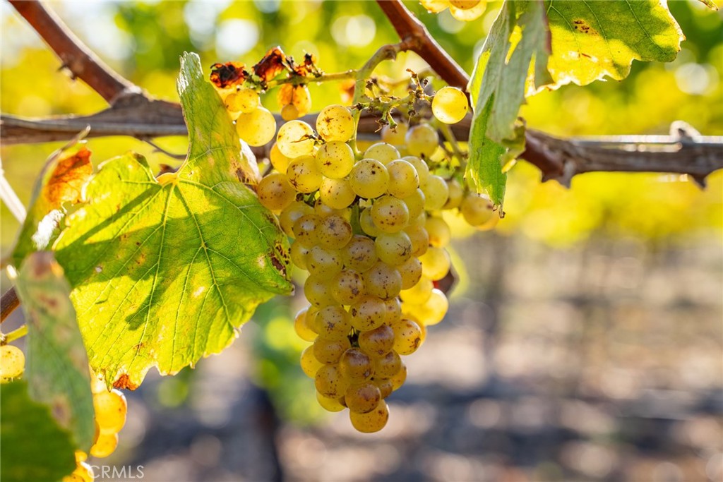 5502 Los Ranchos Road