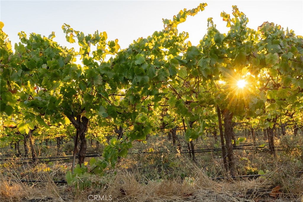 5502 Los Ranchos Road