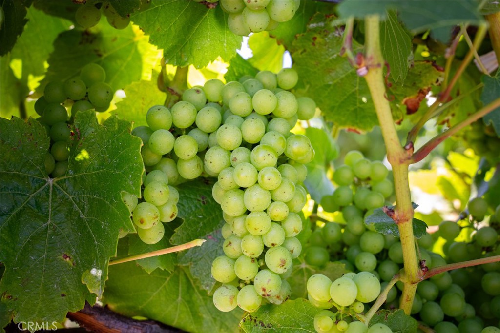 5502 Los Ranchos Road