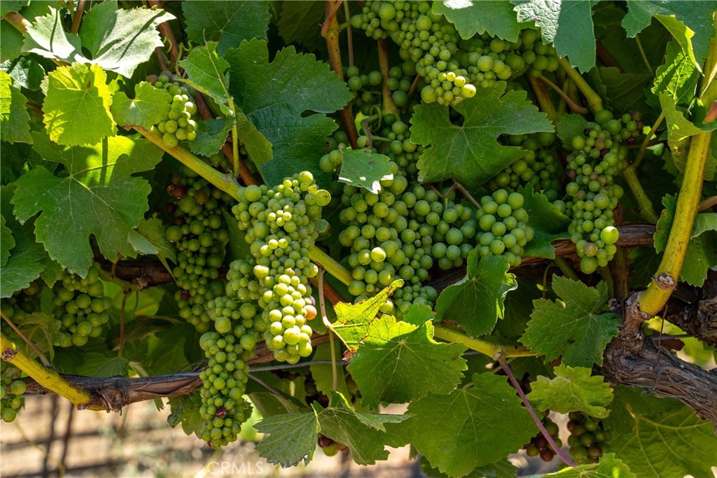 5502 Los Ranchos Road