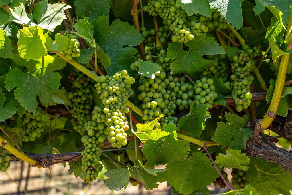 5502 Los Ranchos Road