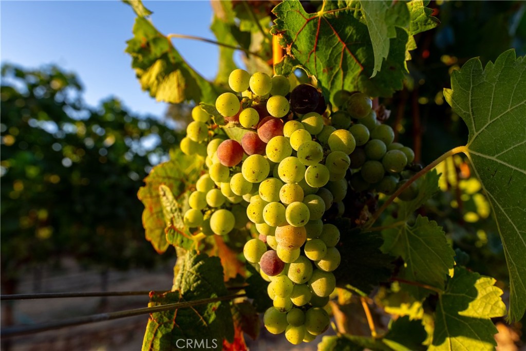 2143 Buena Vista Avenue