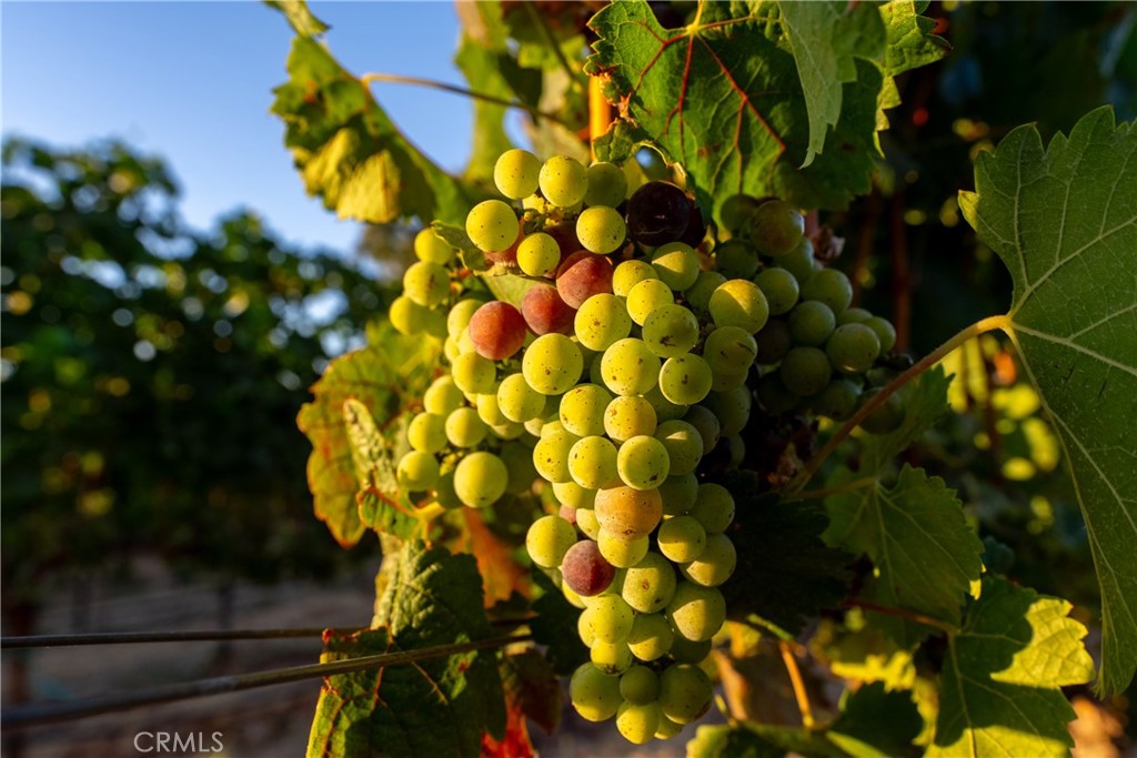 2143 Buena Vista Avenue