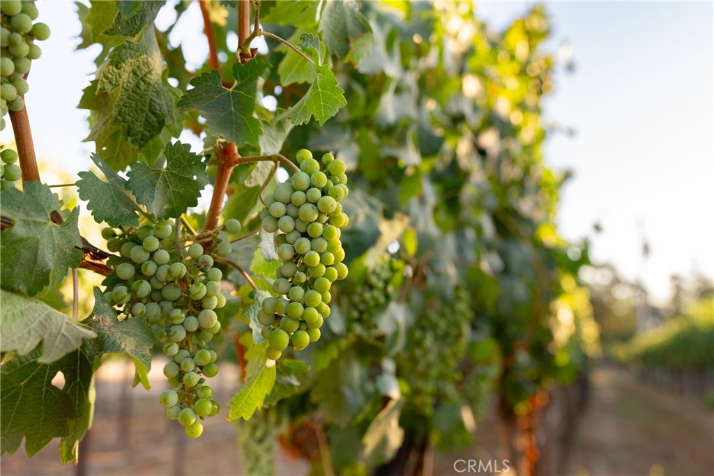 2143 Buena Vista Avenue