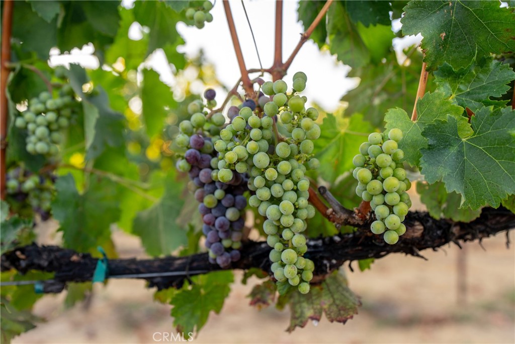 2143 Buena Vista Avenue