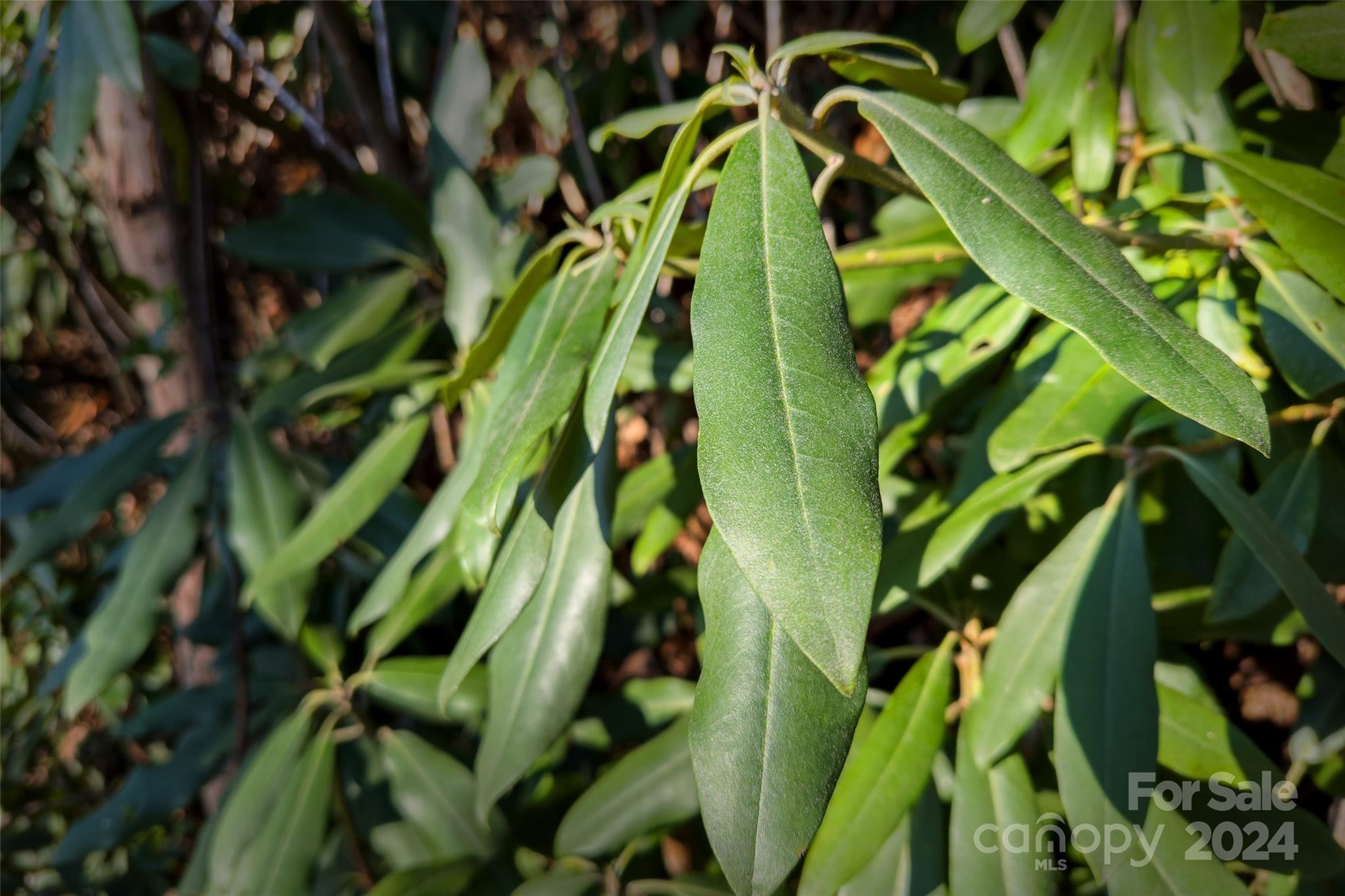 19 Robin Ridge Unit: R2