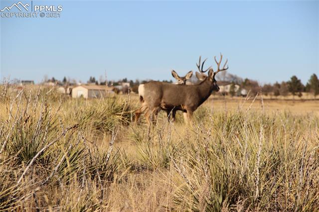 2907 S Solberg Court