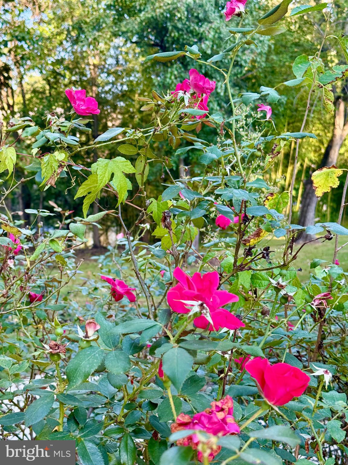 6321 SUMMERCREST DRIVE