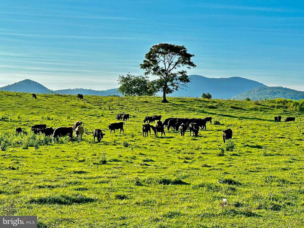 PASTURE LANE