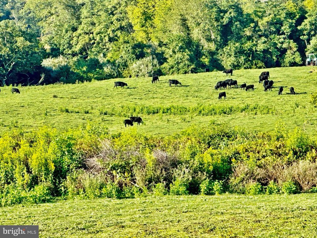 PASTURE LANE