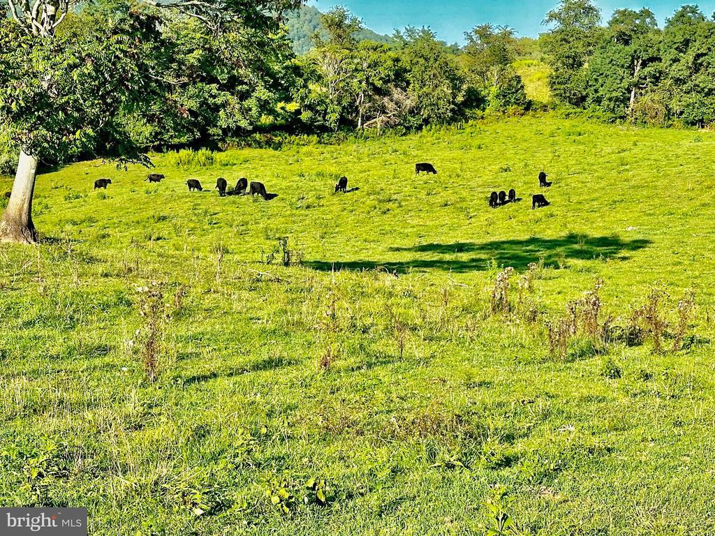 PASTURE LANE