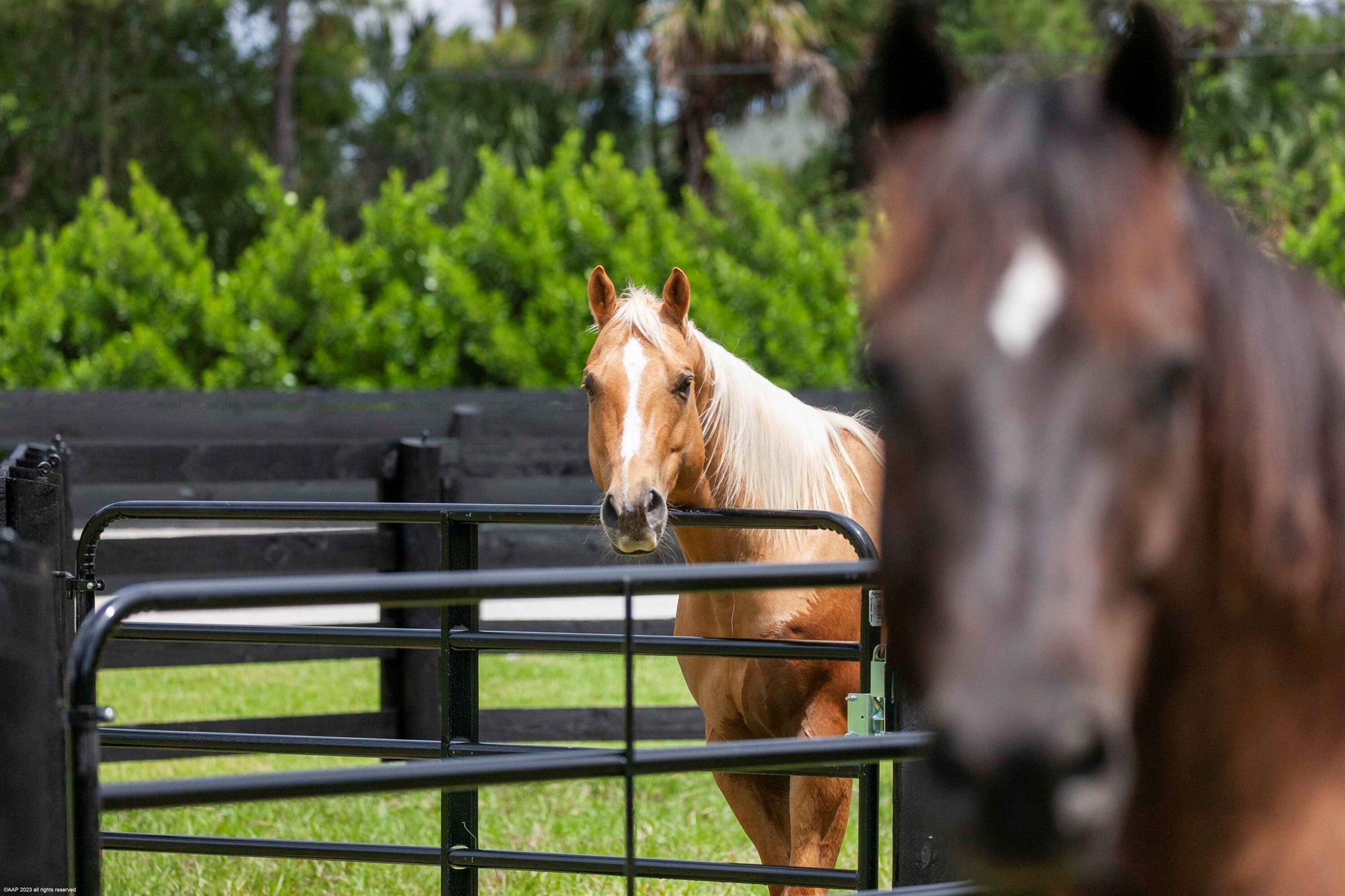 1092 Clydesdale Drive