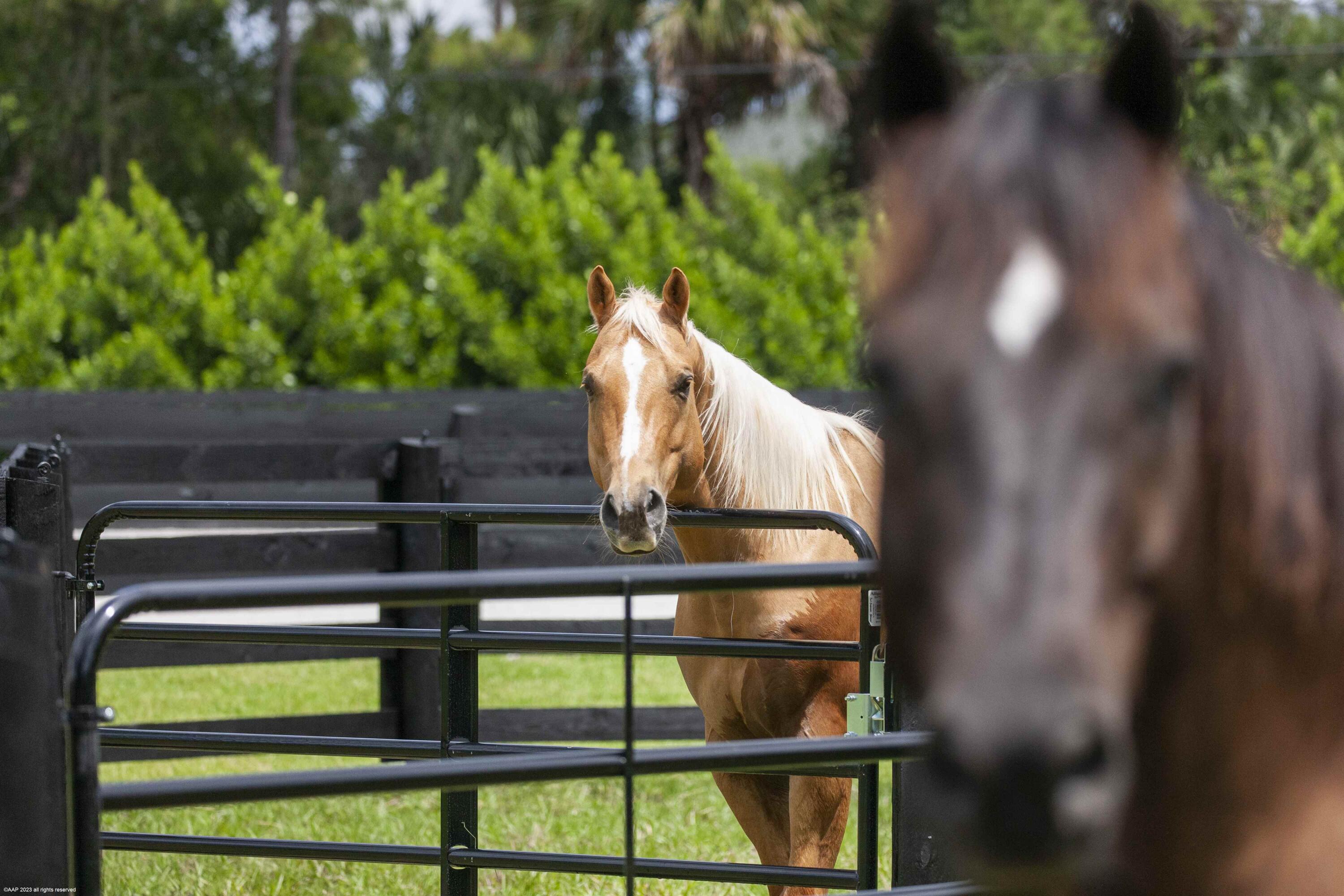 1092 Clydesdale Drive