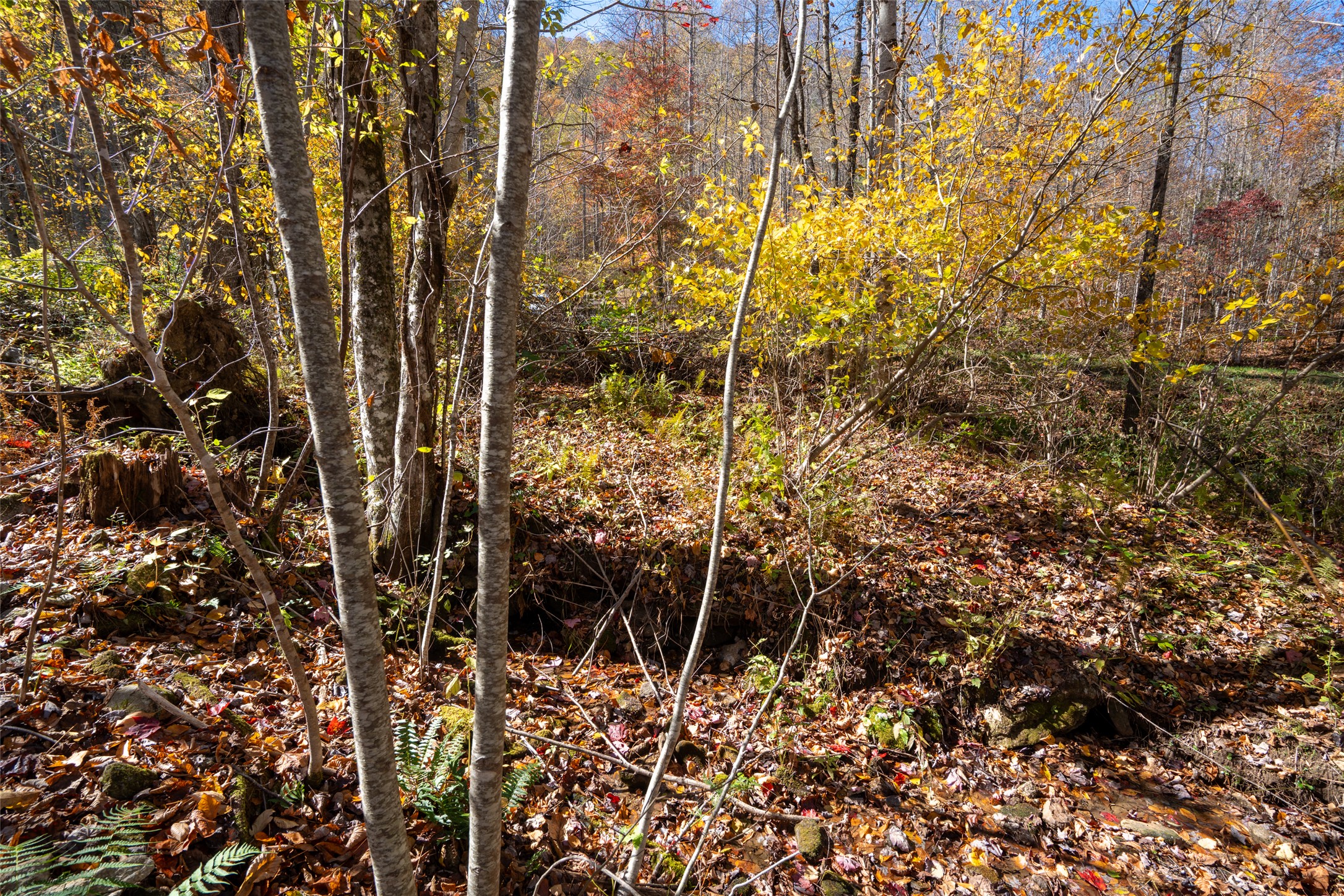 81 Pasture Road