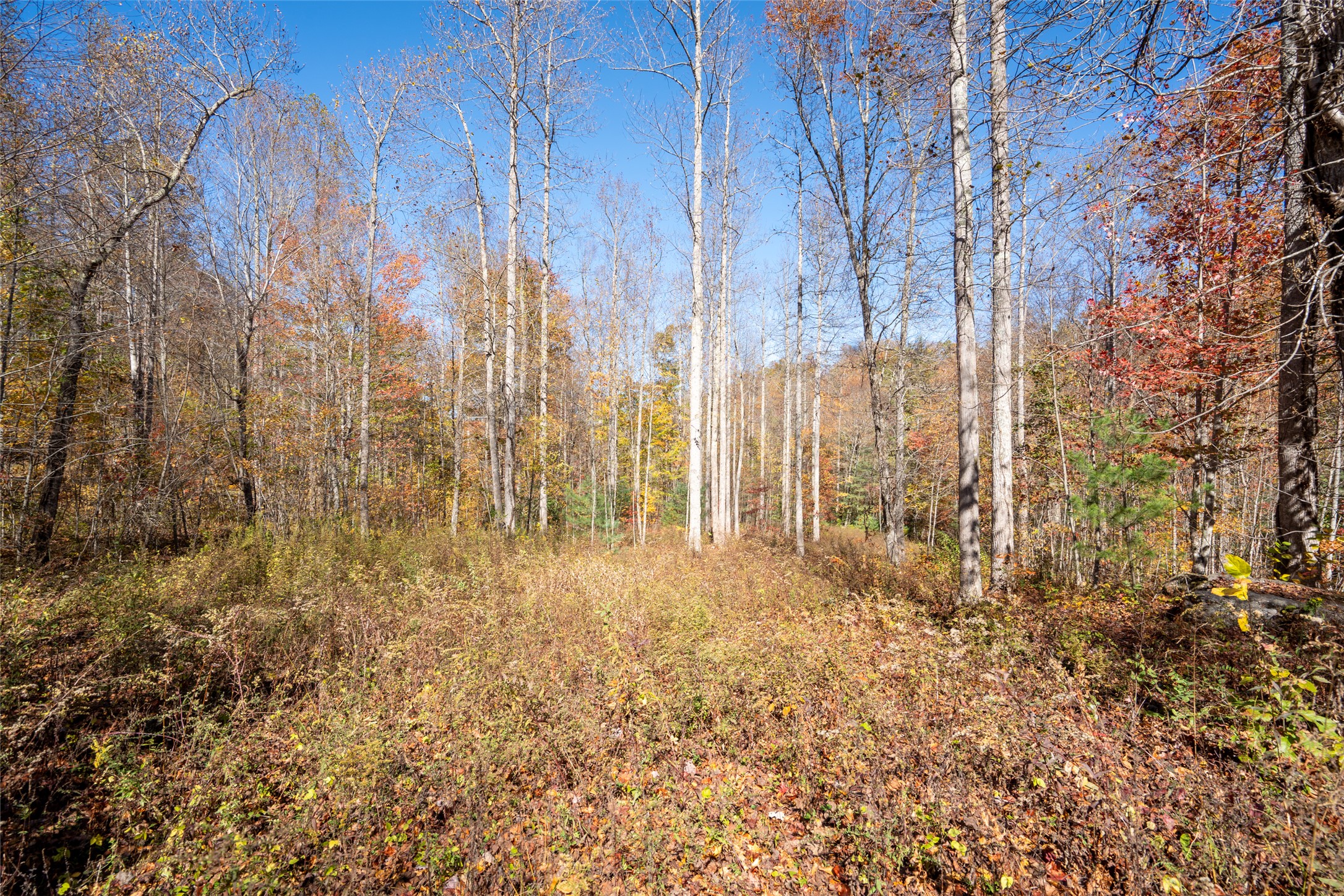 81 Pasture Road