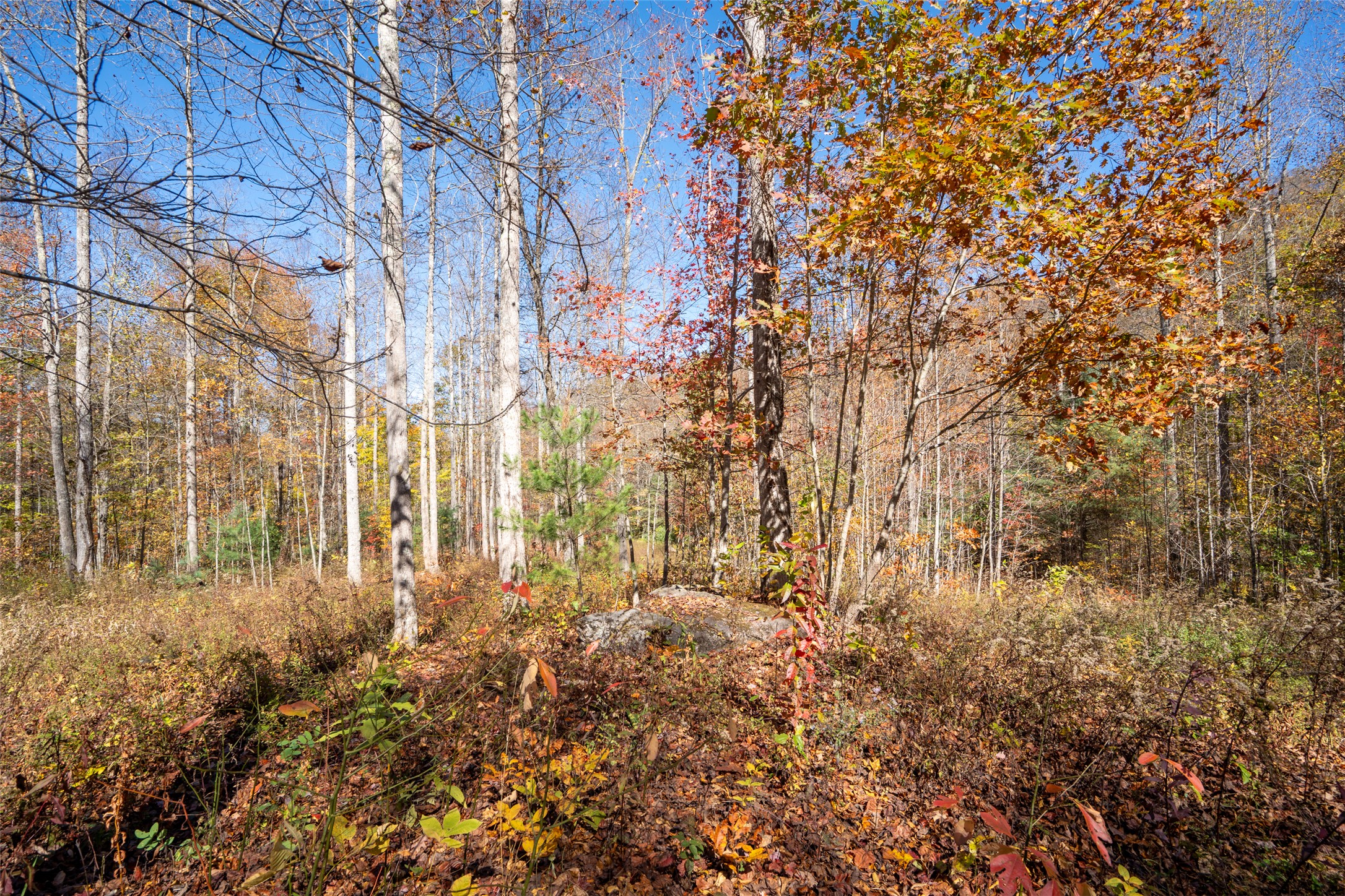 81 Pasture Road