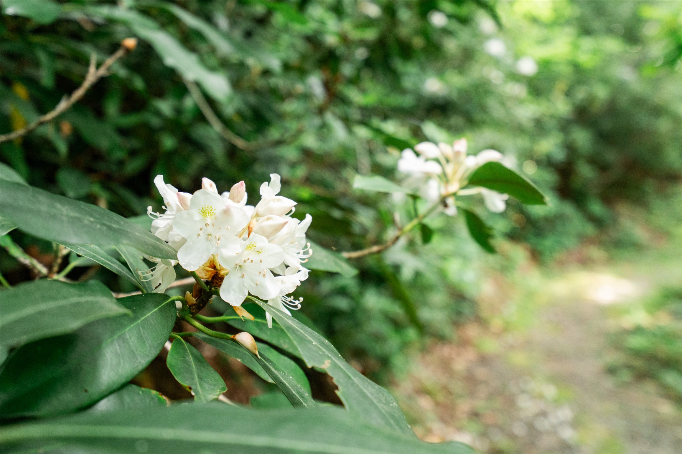27 Cullowhee Forest Road