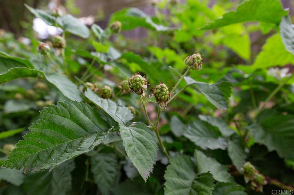 16526 GREEN VALLEY TRUCK TRAIL