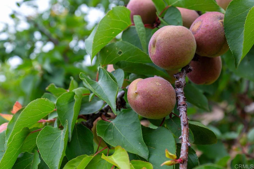 16526 GREEN VALLEY TRUCK TRAIL