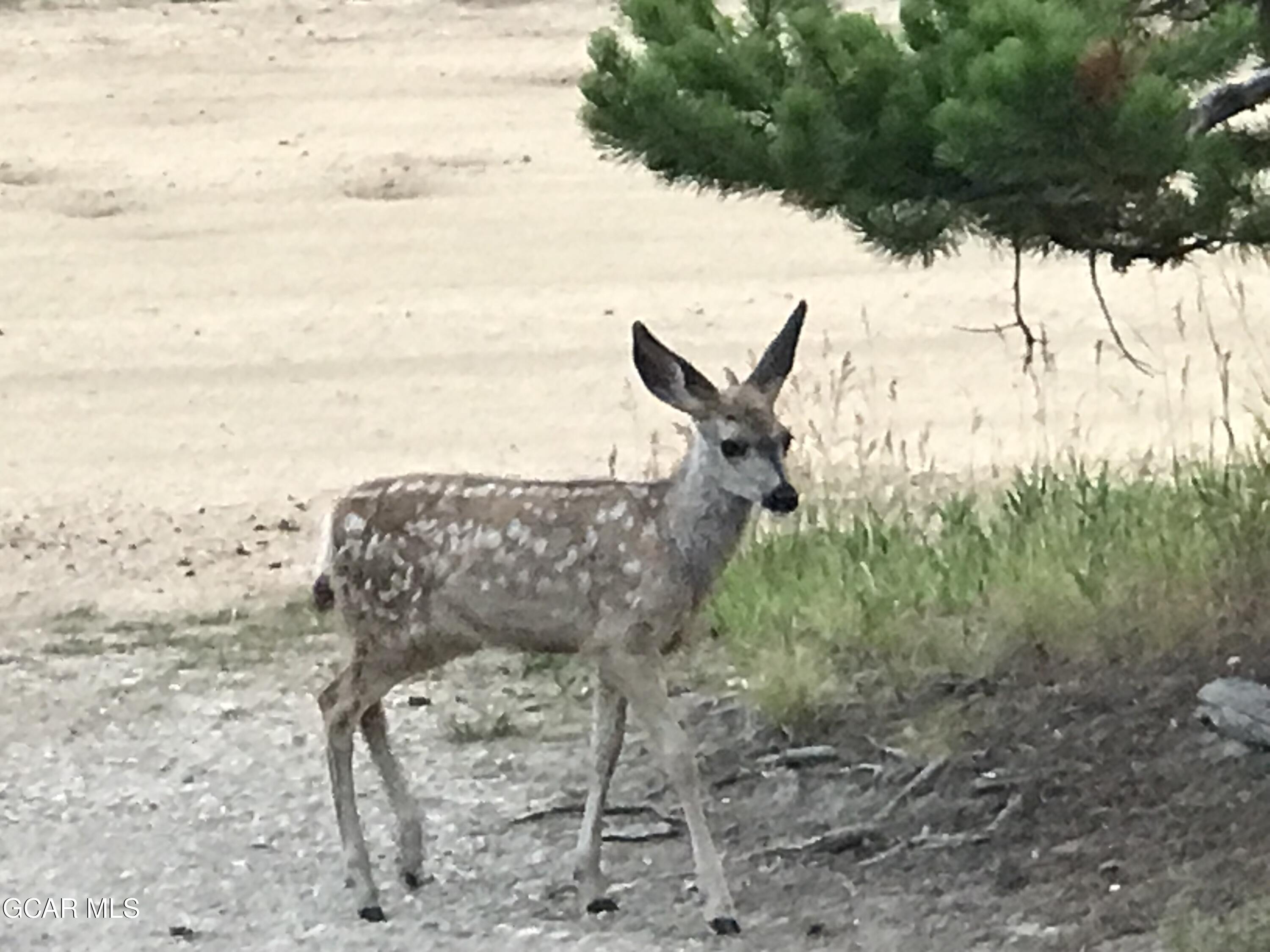 241 Kinnikinnick Road