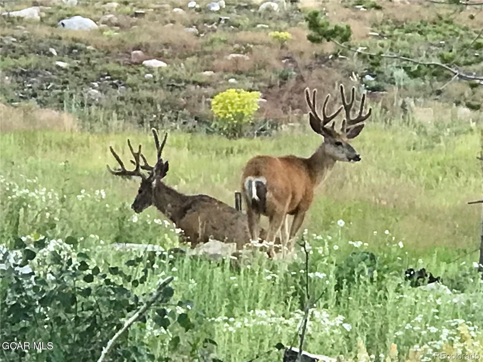 241 Kinnikinnick Road