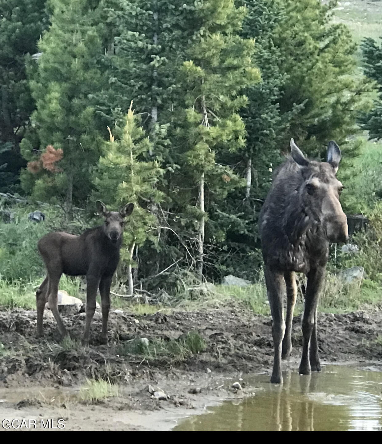 241 Kinnikinnick Road