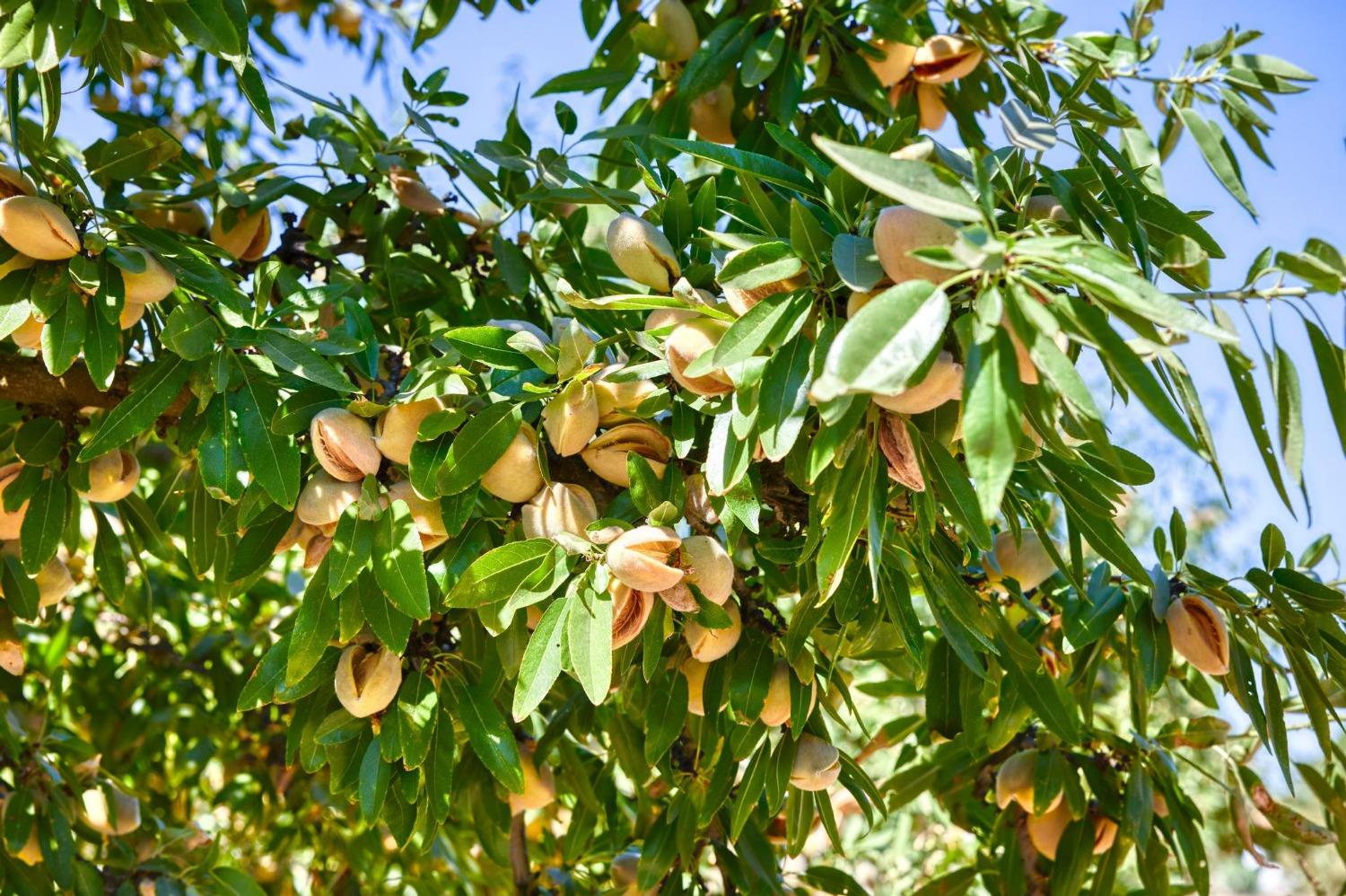 9374 Yosemite Boulevard